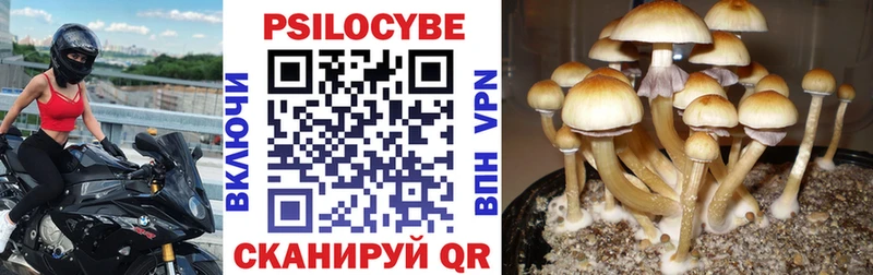 Купить где  Калуга  Псилоцибиновые грибы GOLDEN TEACHER 